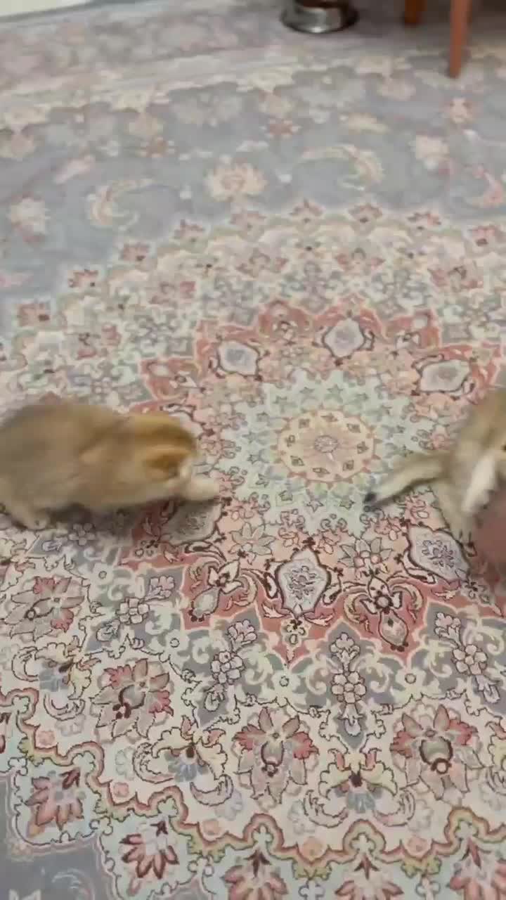 گربه اسکاتیش|گربه|تهران, آرارات|دیوار