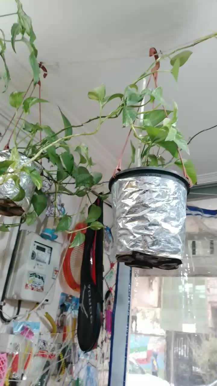 گل پتوس به طول سه متر|گل و گیاه طبیعی|مشهد, نوید|دیوار