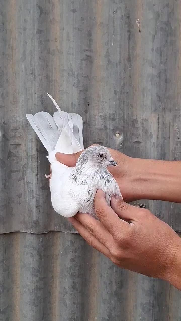 کفتر کل دم بور نر|پرنده|فردیس, داوری|دیوار