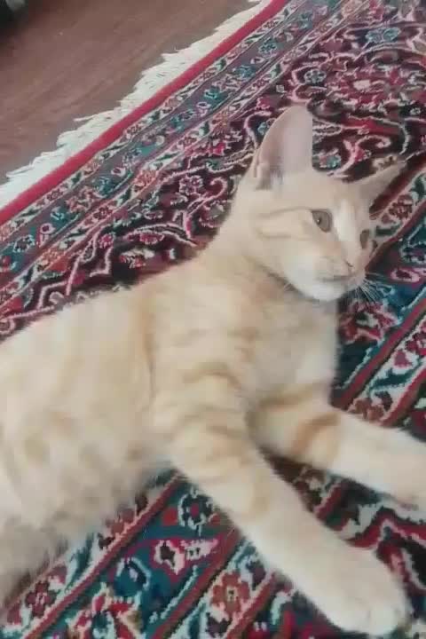 گربه|گربه|ملارد, |دیوار