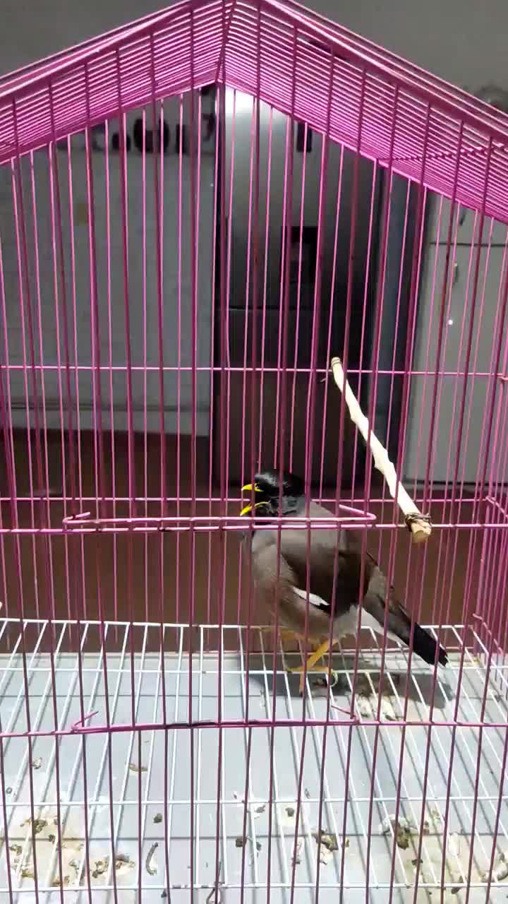 مرغ مینا سخنگو|پرنده|گنبد کاووس, |دیوار