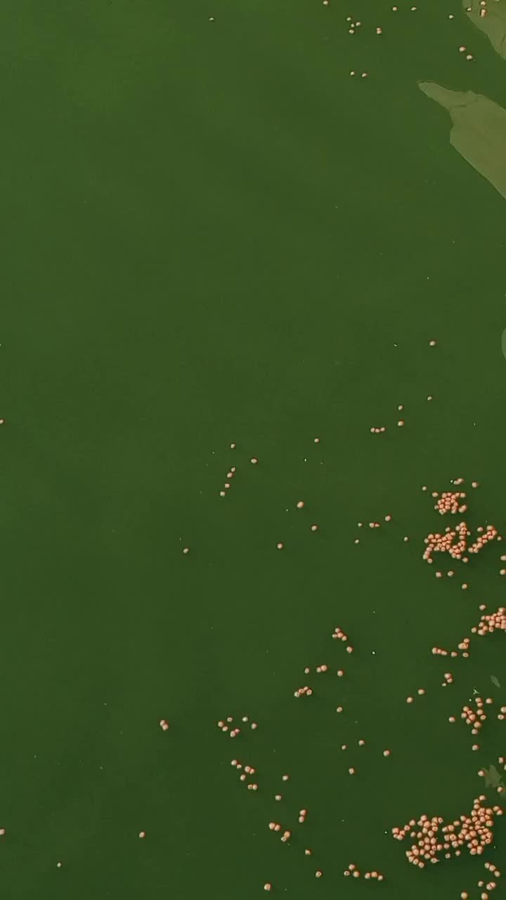 کپور طلایی|خوردنی و آشامیدنی|بسطام, |دیوار