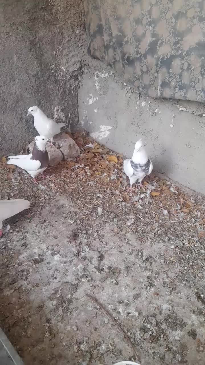 کبوتر طوقی|پرنده|بشاریات, |دیوار