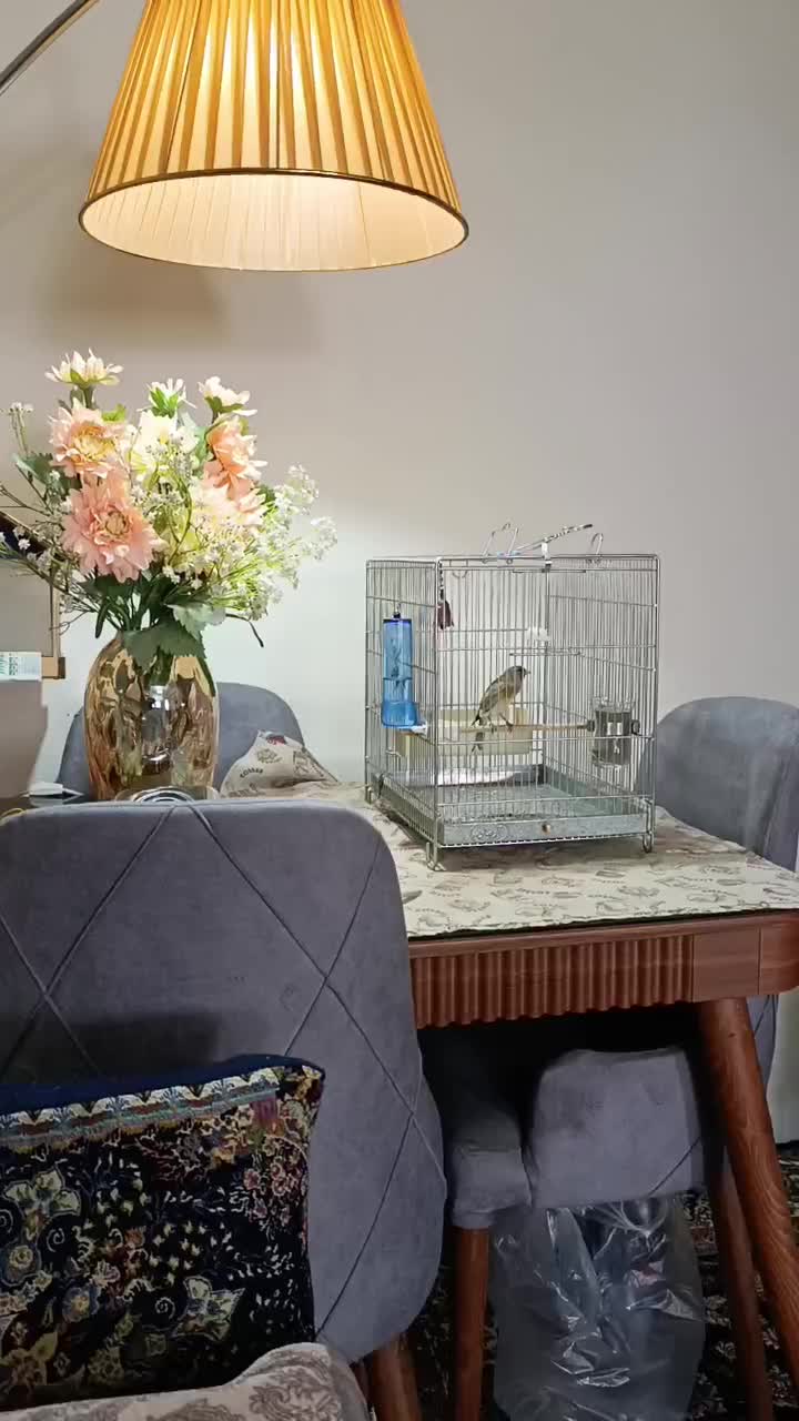 سهره قناری دستی|پرنده|اندیشه, اندیشه فاز ۲|دیوار