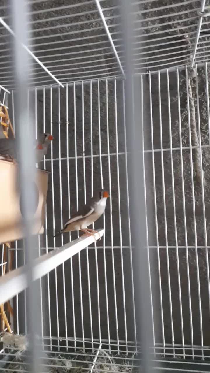 دوجفت فنچ|پرنده|بردسکن, |دیوار