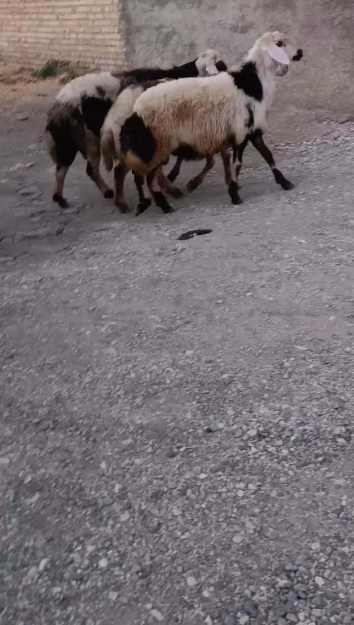 قوچ و بره قوچ|حیوانات مزرعه|بروجرد, |دیوار