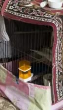 عروس هلندی البینو جفت با تخم|پرنده|نسیمشهر, |دیوار