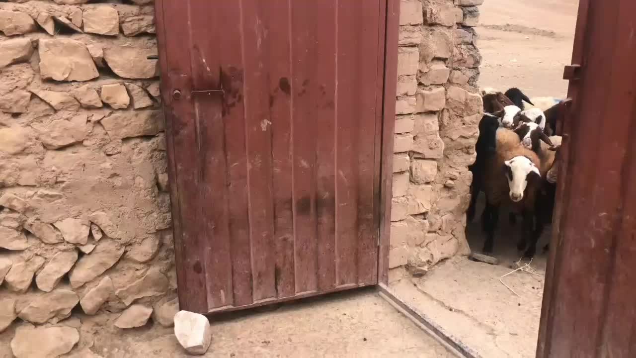 ۱۲ عدد میش|حیوانات مزرعه|کوهدشت, |دیوار