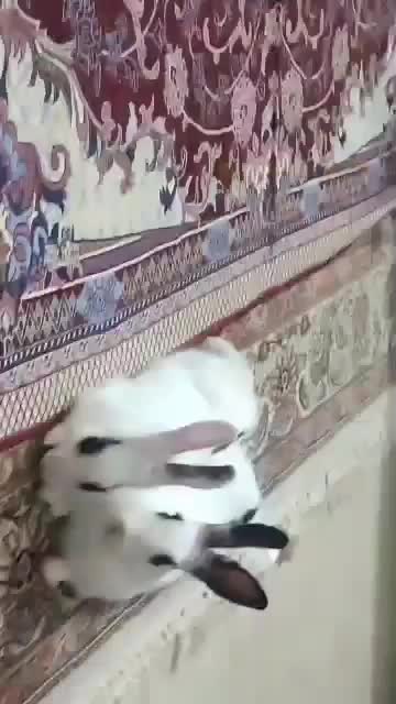 خرگوشای زیبا|موش و خرگوش|تهران, پرستار|دیوار