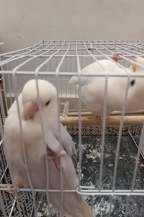 کوتوله برزیلی یاسی|پرنده|تربت‌حیدریه, شهرک ولیعصر|دیوار