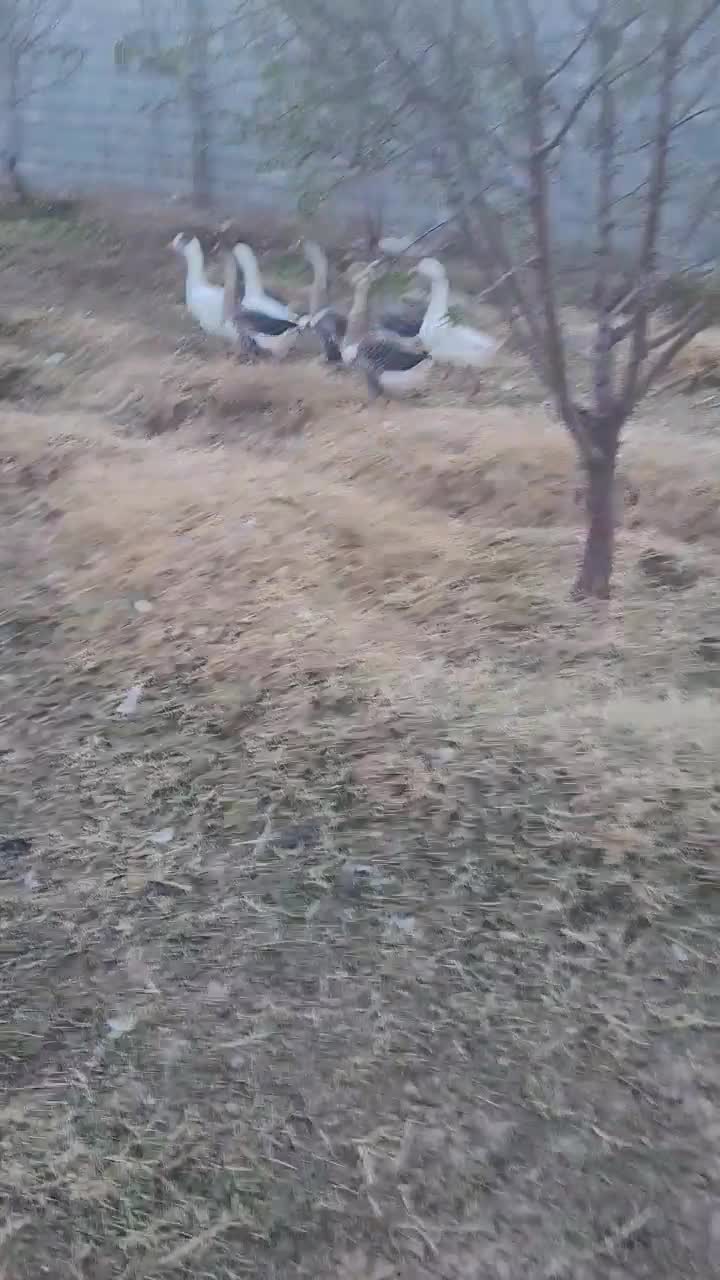 غاز و قوغاز درشت وسالم قیمت مناسب|حیوانات مزرعه|عجب شیر, |دیوار