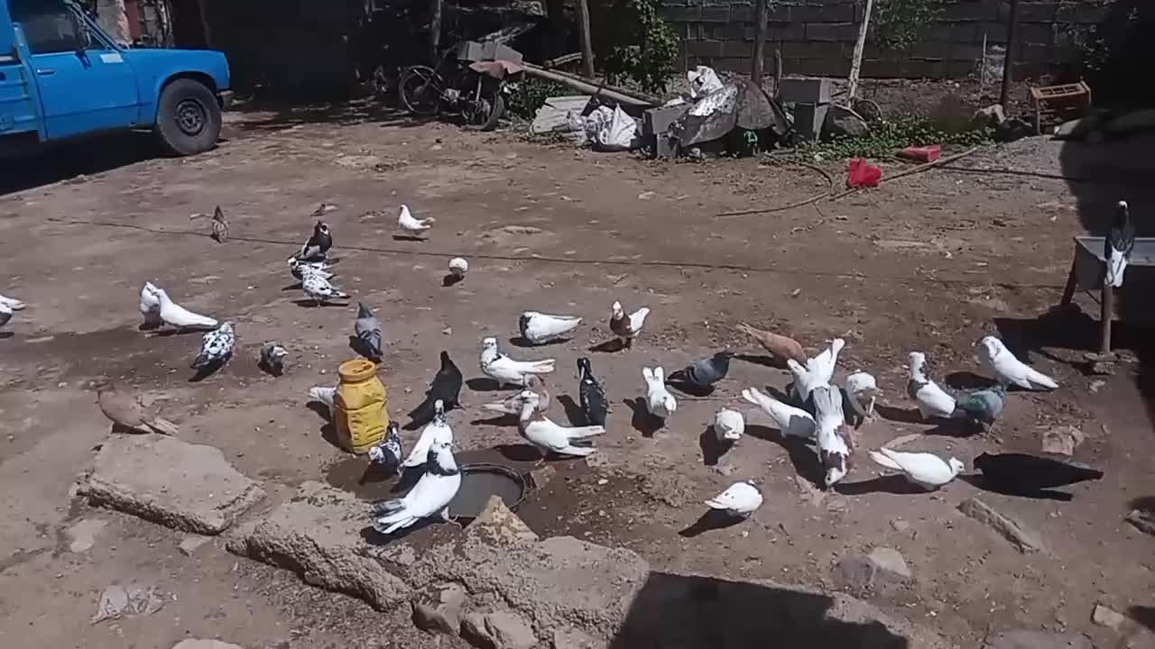 کبوترماده طوق طلایی اصل پاک وتعدادی کبوترطوق نقابی|پرنده|کرمانشاه, |دیوار