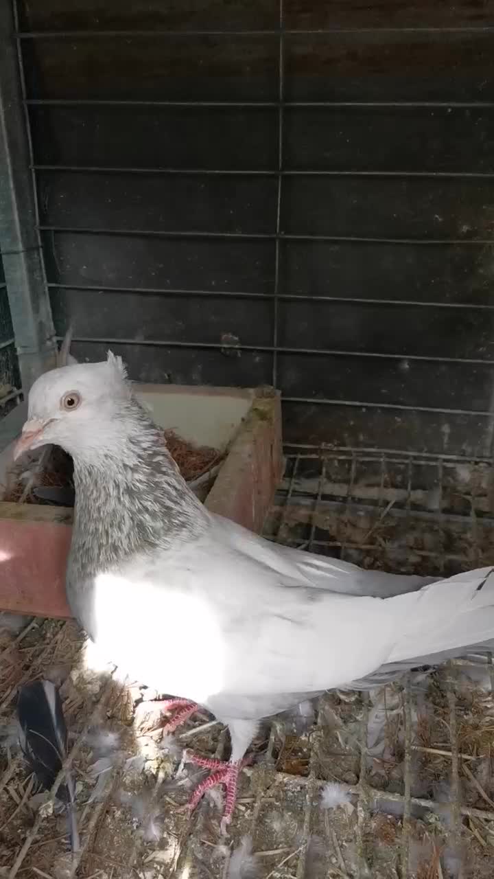 سینه سوسنی ماده|پرنده|شیراز, قلات|دیوار