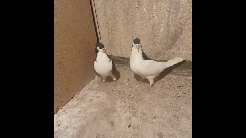 راست و خوشرنگ|پرنده|اقبالیه, |دیوار