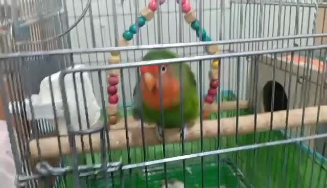 طوطی برزیلی نرو ماده در برازجان|پرنده|برازجان, |دیوار