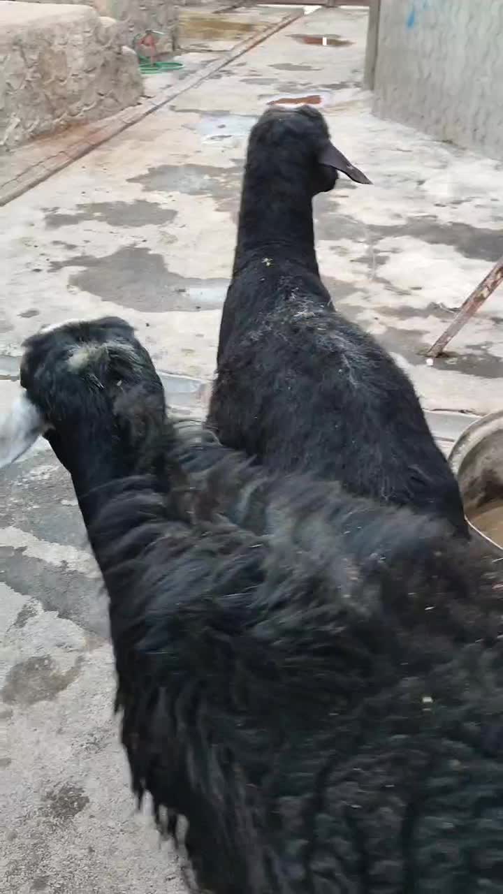 قوچ|حیوانات مزرعه|هریس, |دیوار