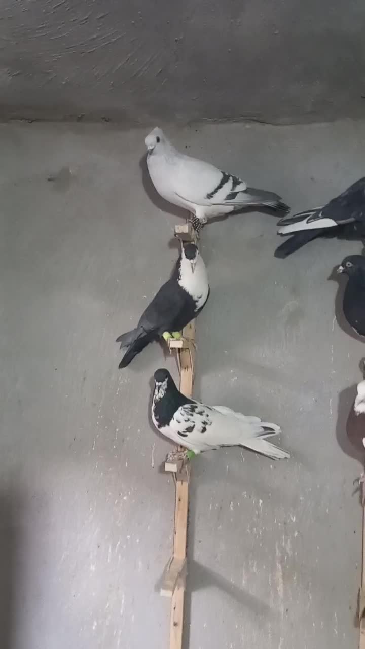 دسته کفتری بهبهونی و شهری|پرنده|پاسارگاد, |دیوار