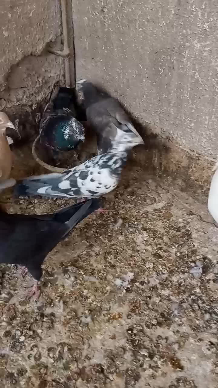 کفتر پروندنی و شاخ گیر برای معاوضه|پرنده|کاشان, لتحر|دیوار