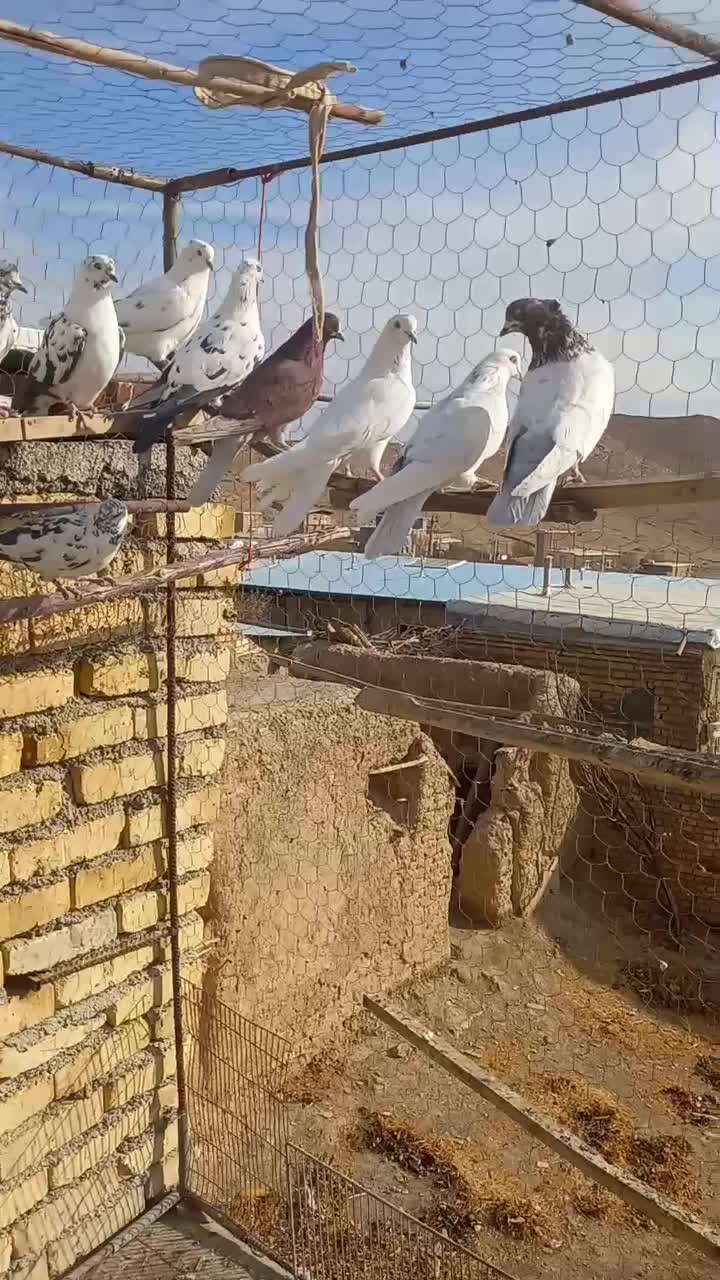 کبوتر|پرنده|ساروق, |دیوار