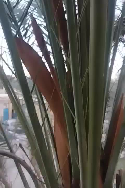 نرخرما|خدمات باغبانی و درختکاری|جیرفت, |دیوار