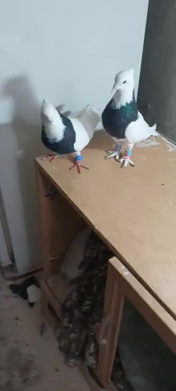 کفتر|پرنده|بردسکن, |دیوار