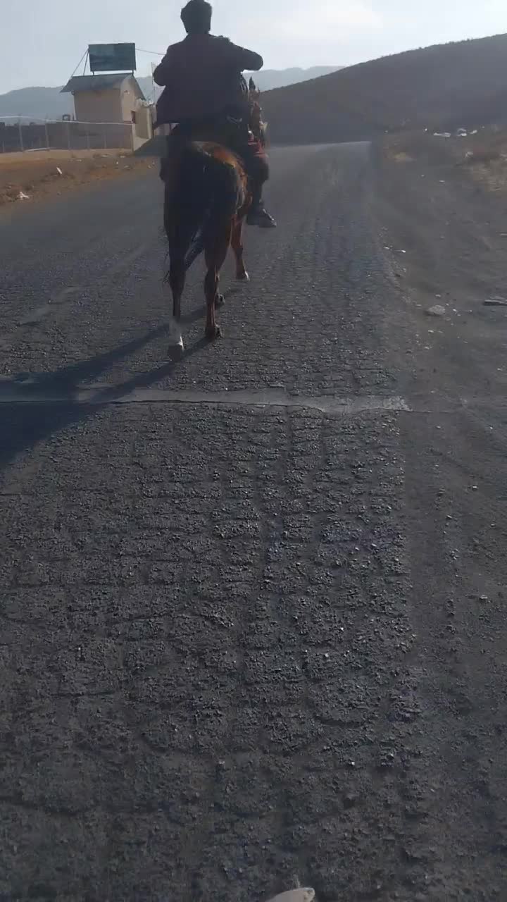 اسب|اسب و تجهیزات اسب‌سواری|دماوند, دماوند|دیوار