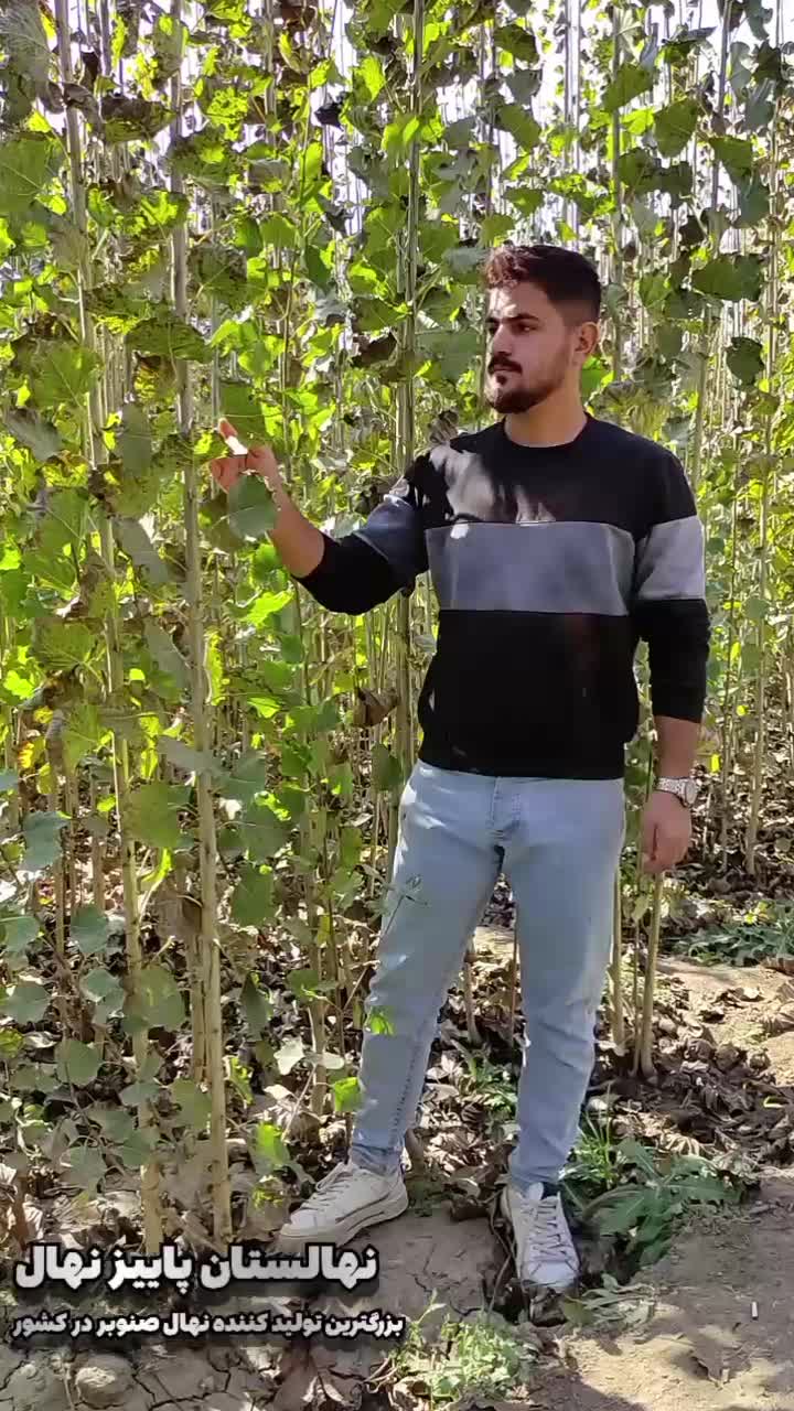 جشنواره خرید نهال کبوده نهالی کم آب ،(صنوبر )|خدمات باغبانی و درختکاری|اسدآباد, |دیوار