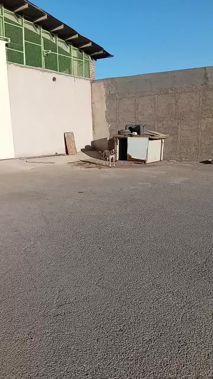 فروش سگ|سگ|گرمسار, |دیوار