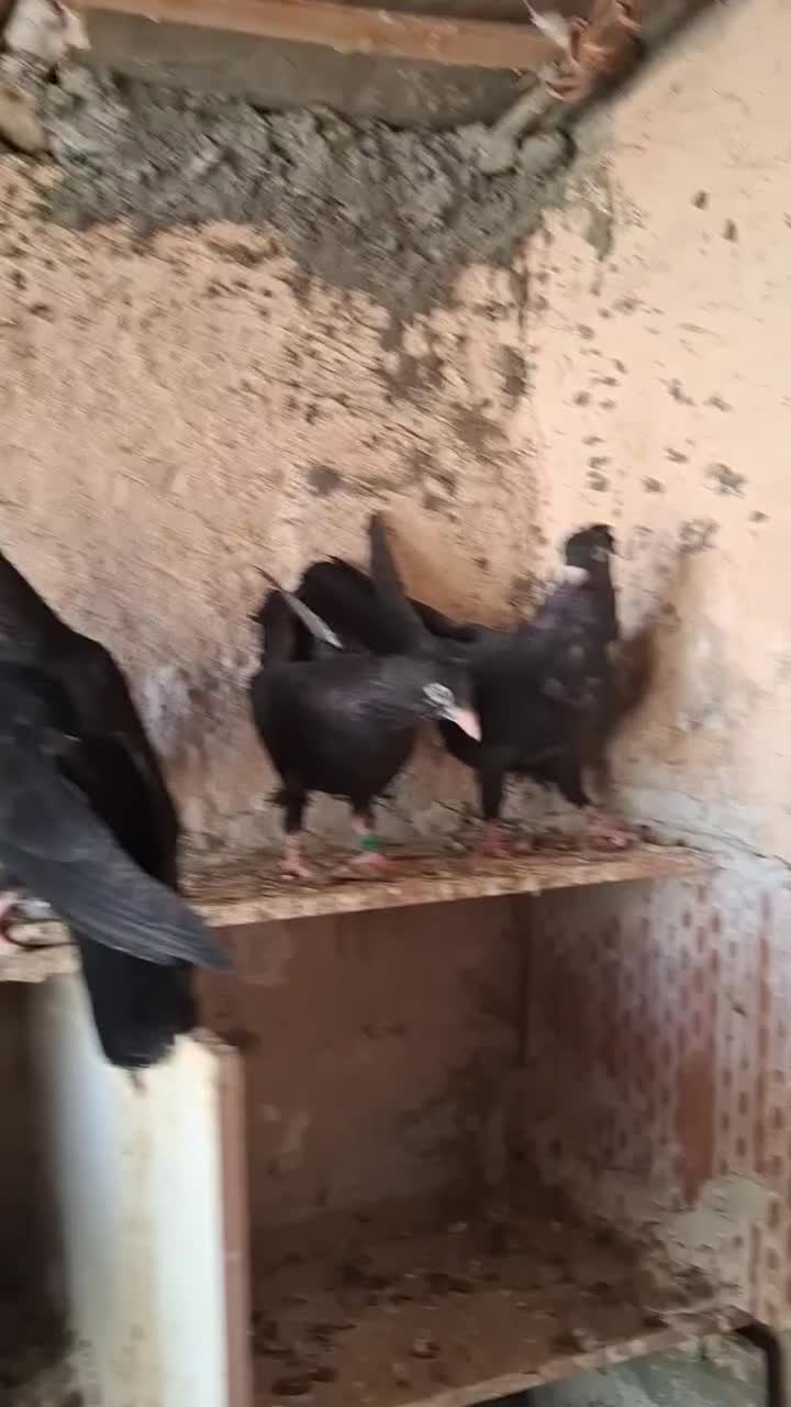 جوجه زاغ|پرنده|قلعه قاضی, |دیوار