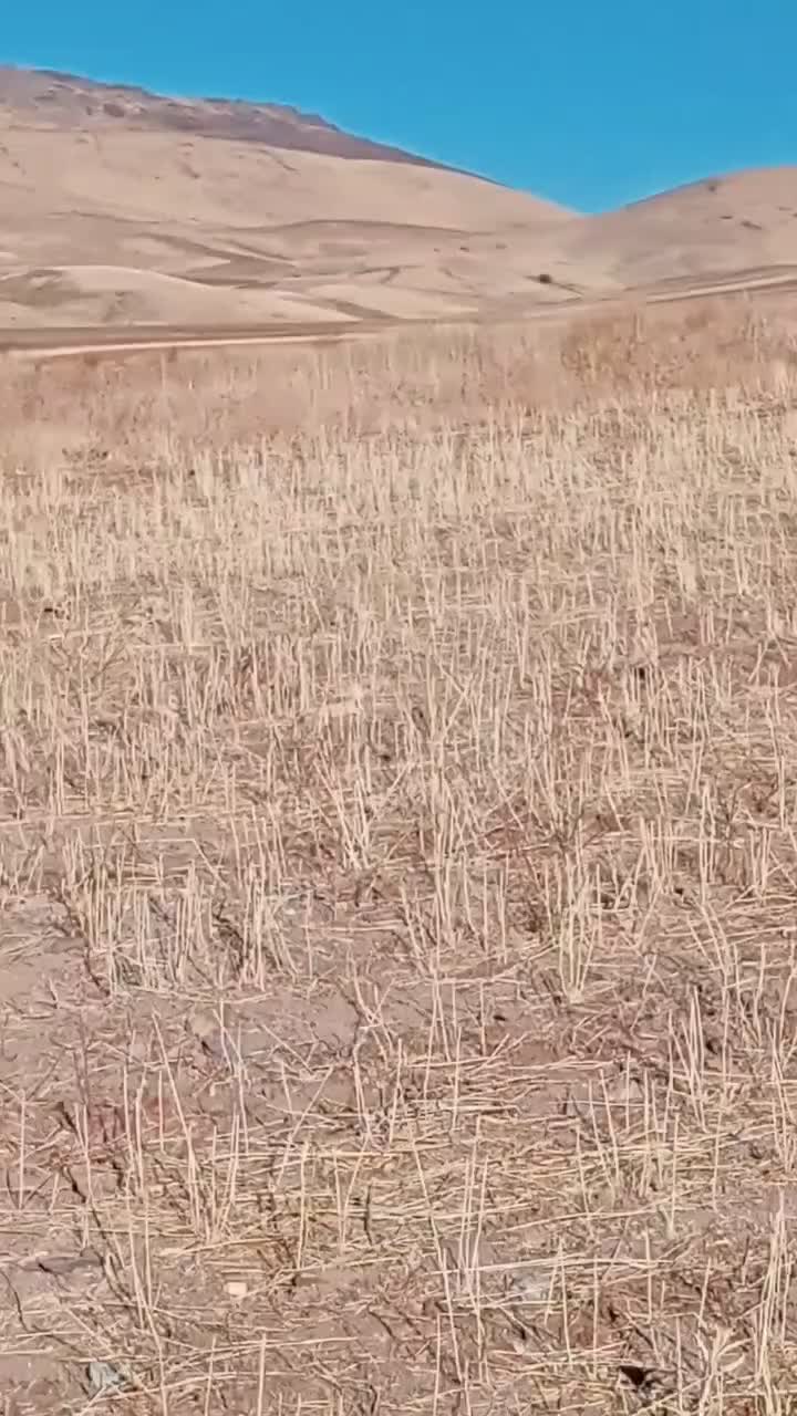 دو عدد اسب نریان و مادیان|اسب و تجهیزات اسبسواری|تیکمه داش, |دیوار