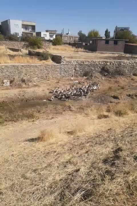 قازمحلی|حیوانات مزرعه|مریوان, |دیوار