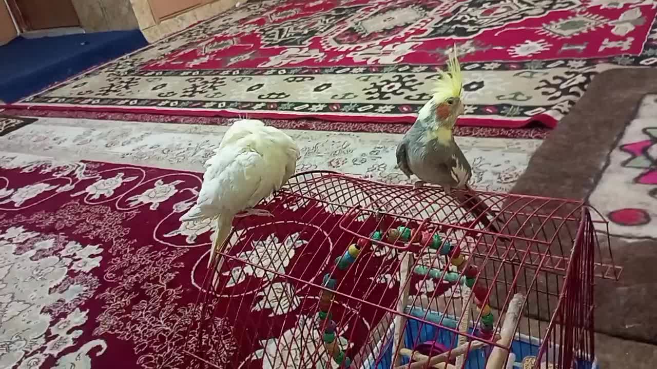 دو عدد عروس جوان سرحال دستی دستی|پرنده|شهرضا, |دیوار