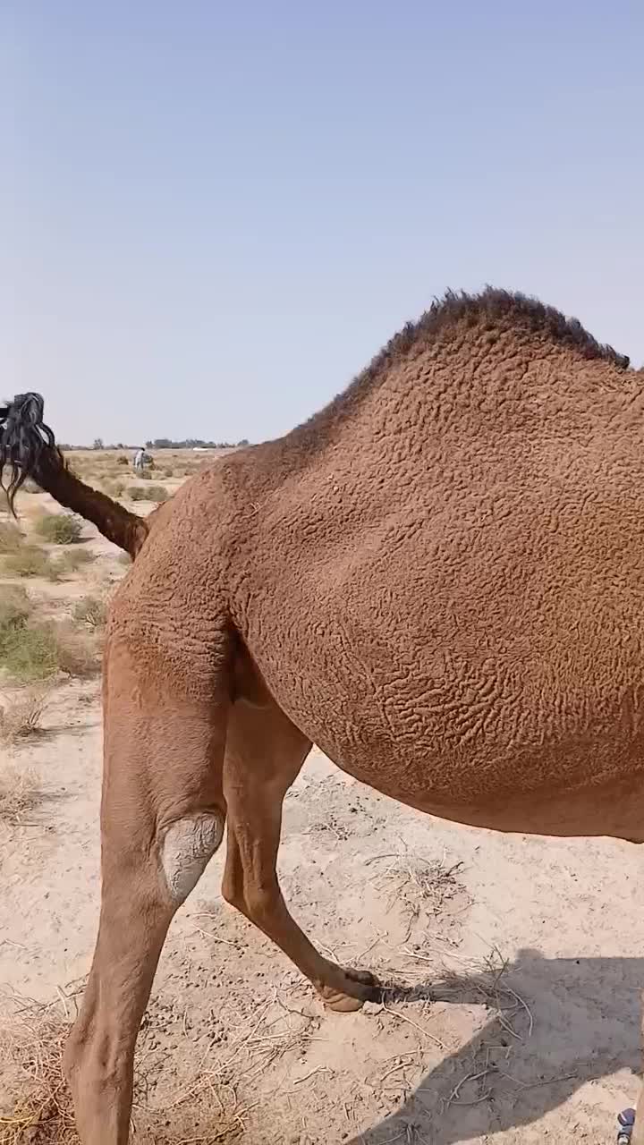 شتررودباری اصل|حیوانات مزرعه|هامون, |دیوار