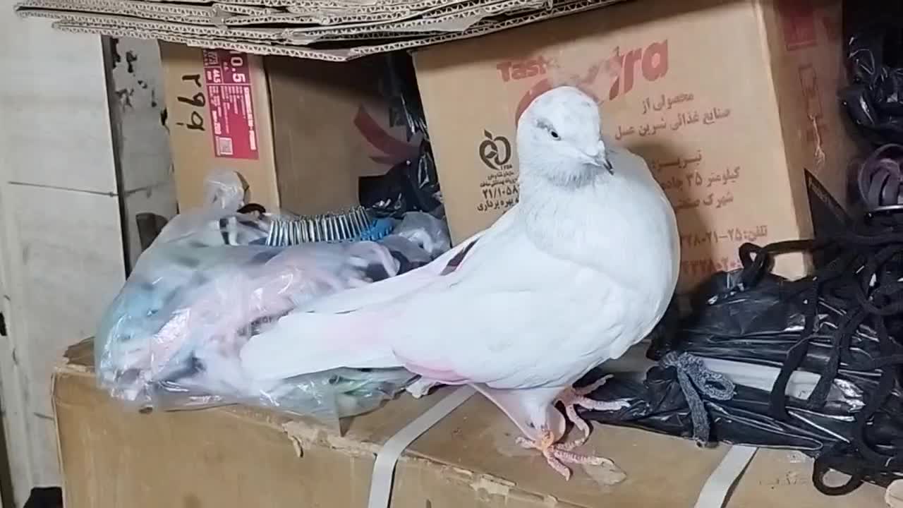 کبوتر پرشی .ازبلندی شب گرفتم|پرنده|تهران, مولوی|دیوار