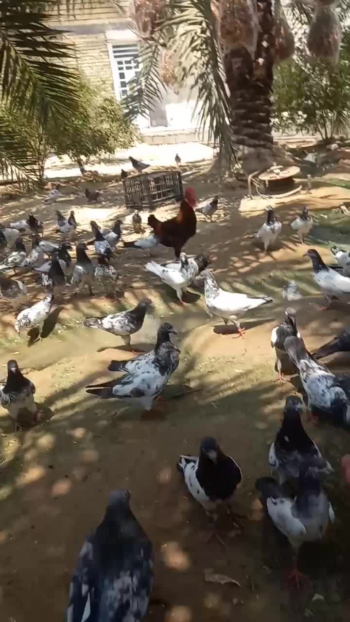 فروش کبوتر پاکستانی|پرنده|بندر ماهشهر, |دیوار