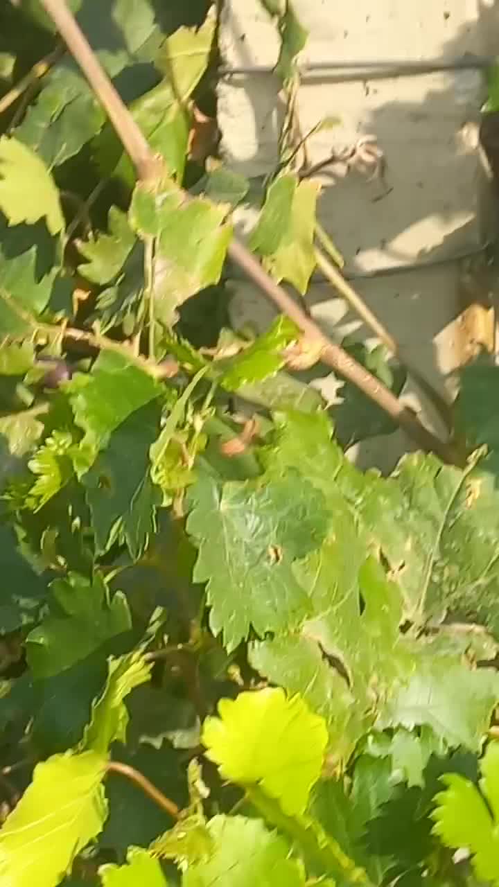 نه هزار متر باغ باسوله وتمام انشعابات رادارد|فروش دفتر صنعتی، کشاورزی، تجاری|قزوین, |دیوار