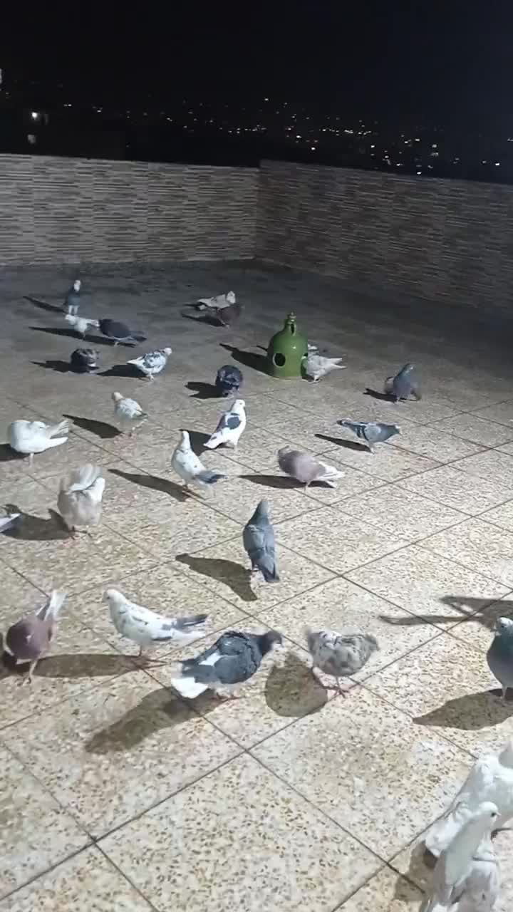 کبوتر پرشی|پرنده|فردیس, منظریه|دیوار