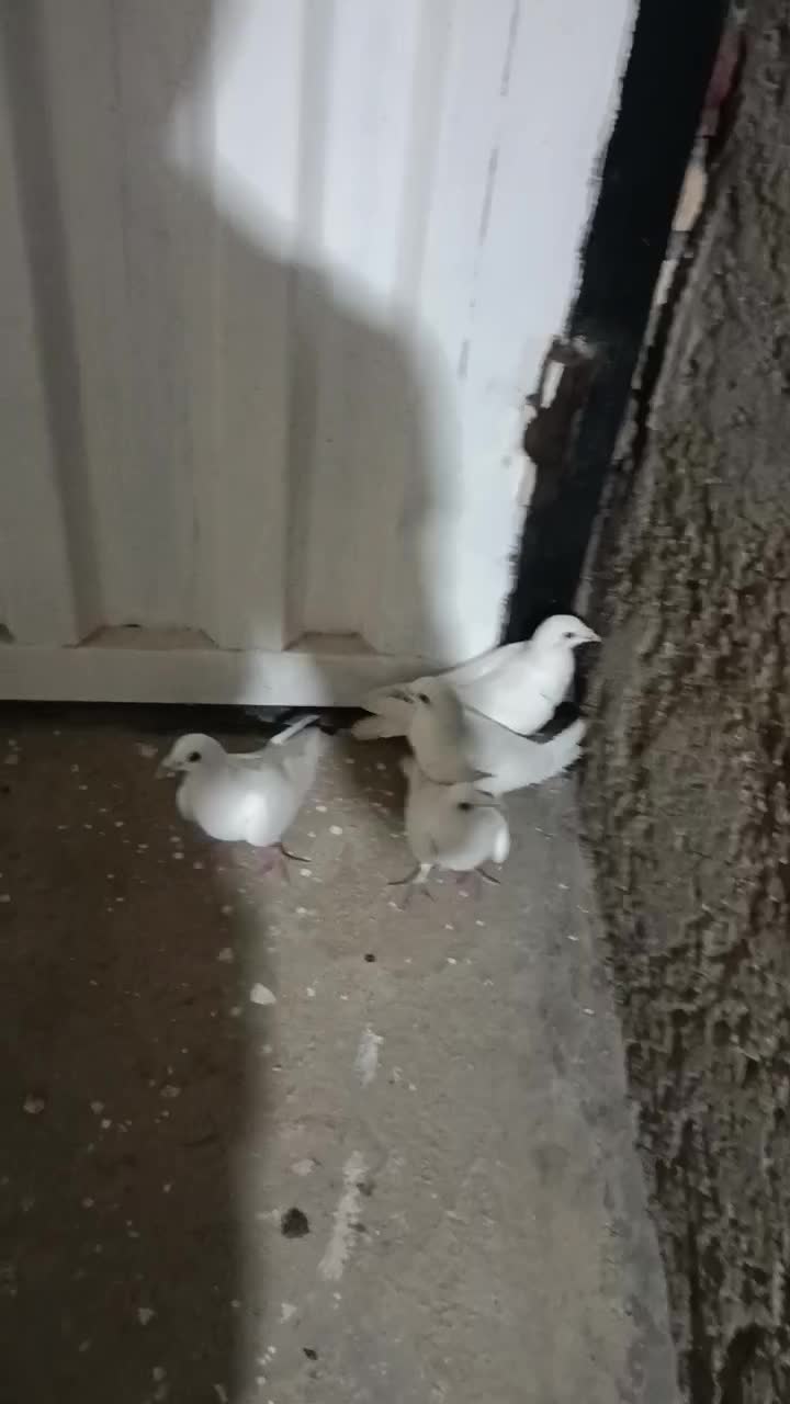 کبوتر سار|پرنده|گنبد کاووس, |دیوار