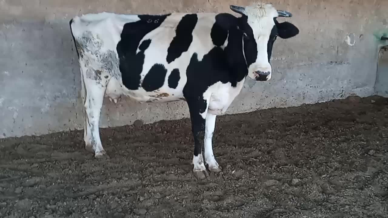 گاو شیری|حیوانات مزرعه|شیراز, بید زرد|دیوار