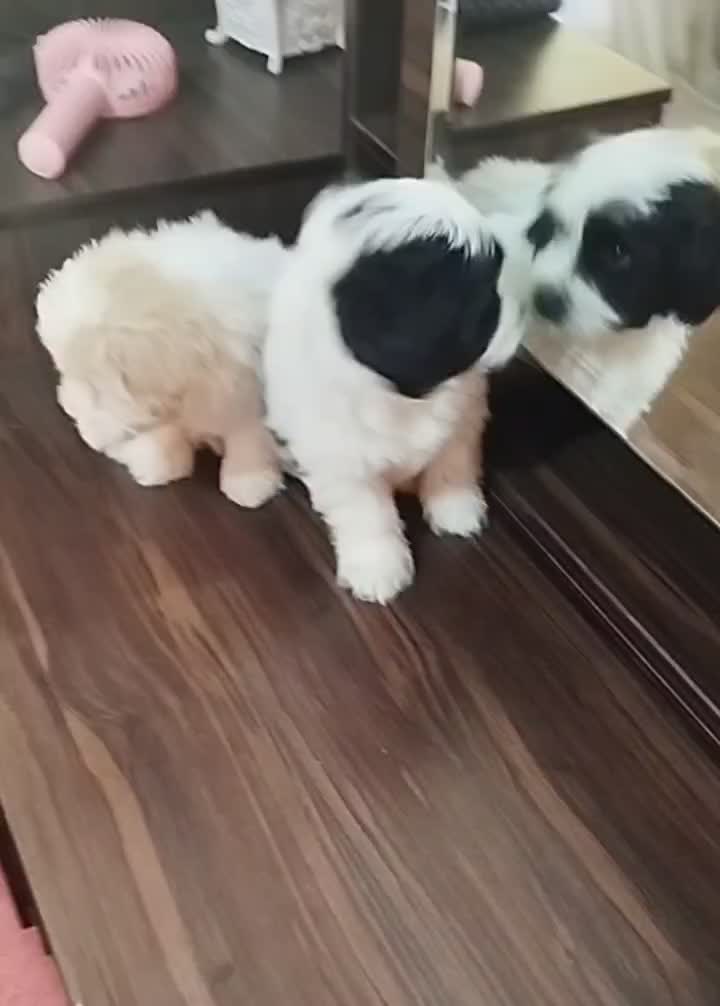 توله تریر|سگ|اصفهان, جلفا|دیوار