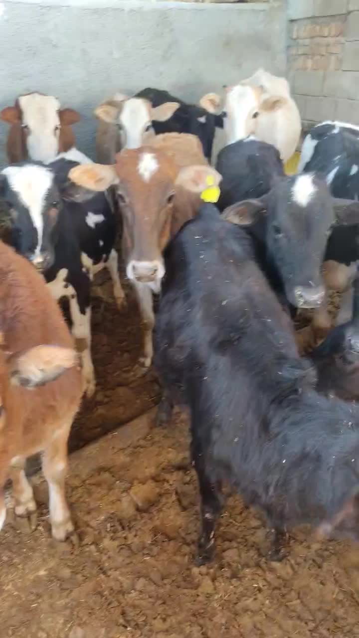 گوساله ماده۱۶ راس|حیوانات مزرعه|کوهدشت, |دیوار