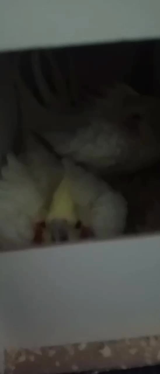 جفت عروس هلندی رو تخم|پرنده|بم, |دیوار