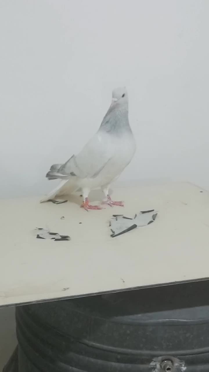 شامی دم سفید|پرنده|مشهد, هفده شهریور|دیوار