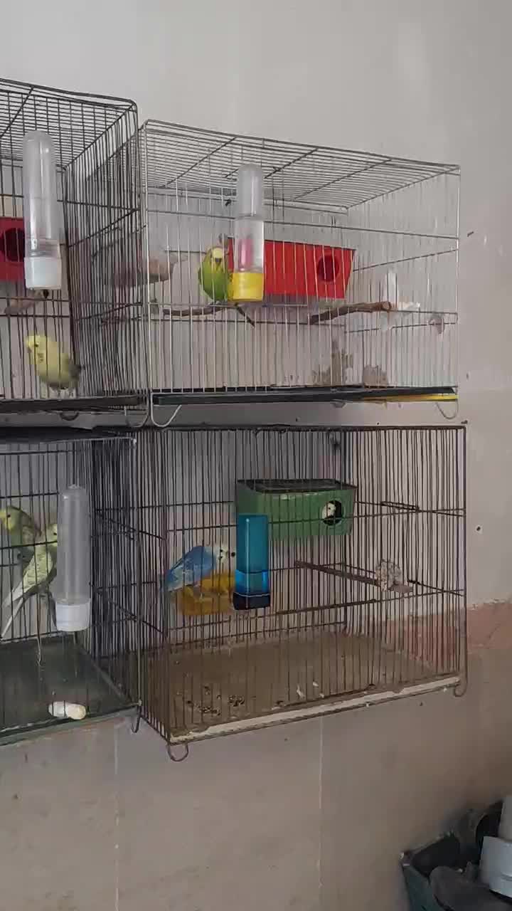 ده جفت مرغ عشق نژاد دار (حراج)|پرنده|پاوه, |دیوار