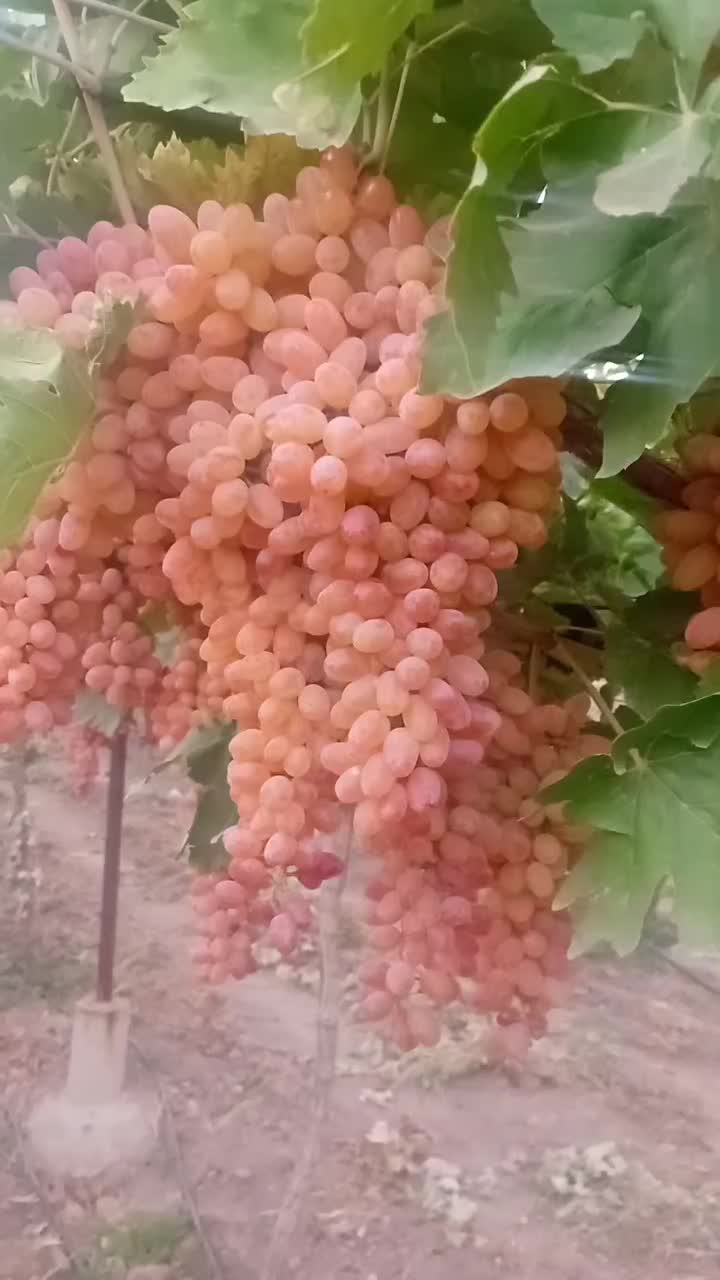 نهال|گل و گیاه طبیعی|رامند, |دیوار