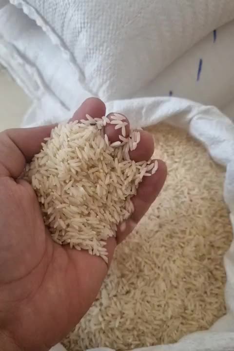 برنج کشت اول فریدون کنار شمال|خوردنی و آشامیدنی|شیراز, تاچارا|دیوار