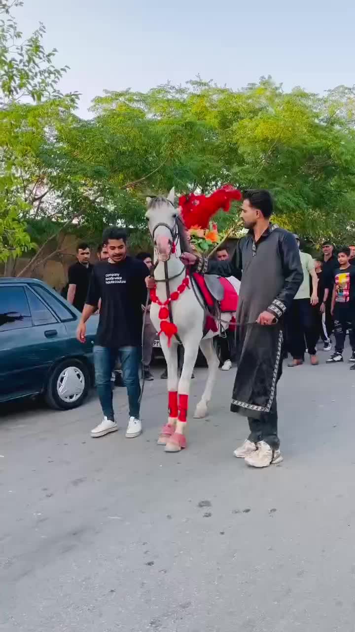 اسب|اسب و تجهیزات اسب‌سواری|چترود, |دیوار