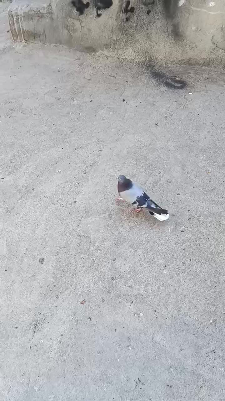 سبز نردم سفید اصفهانی|پرنده|نجفآباد, کشاورز|دیوار