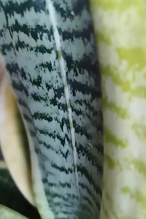 گیاه کرواتی ابلغ وگلد فیلم|گل و گیاه طبیعی|اهواز, شریعتی جنوبی|دیوار