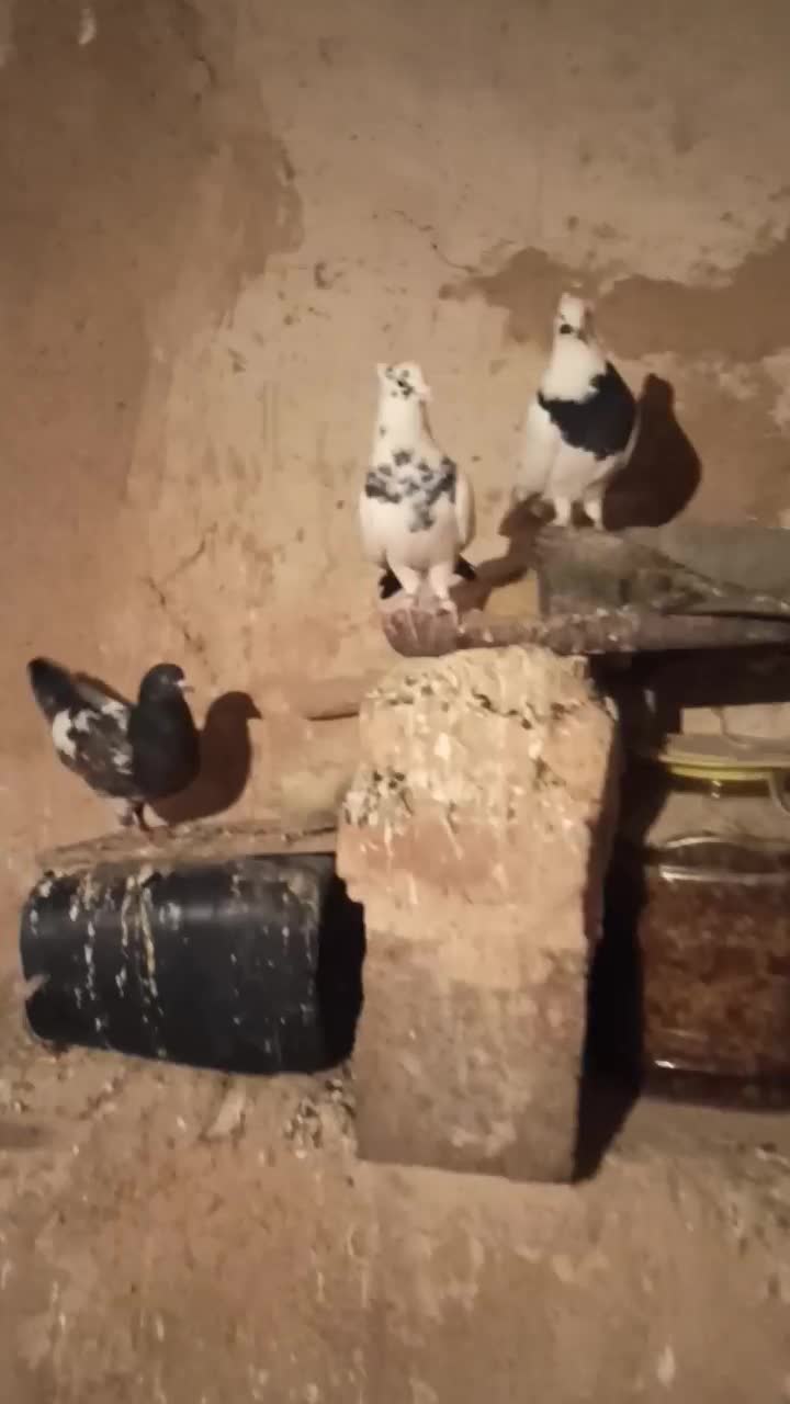 کبوتر|پرنده|کرمانشاه, |دیوار